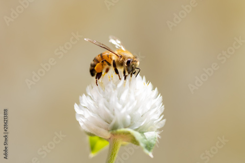 Bumblebee collecting pollen on white globe-shaped flower with green background