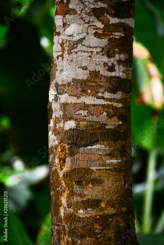 trunk of a tree, Tree Day, detailed nature texture