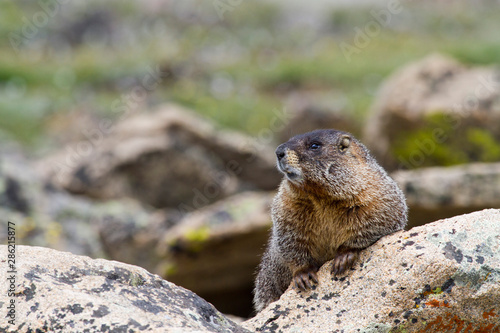 Yellow bellied marmot keeps watch in the rocky terrain above the treeline along Trail Ridge Road in Rocky Mountain National Park, CO