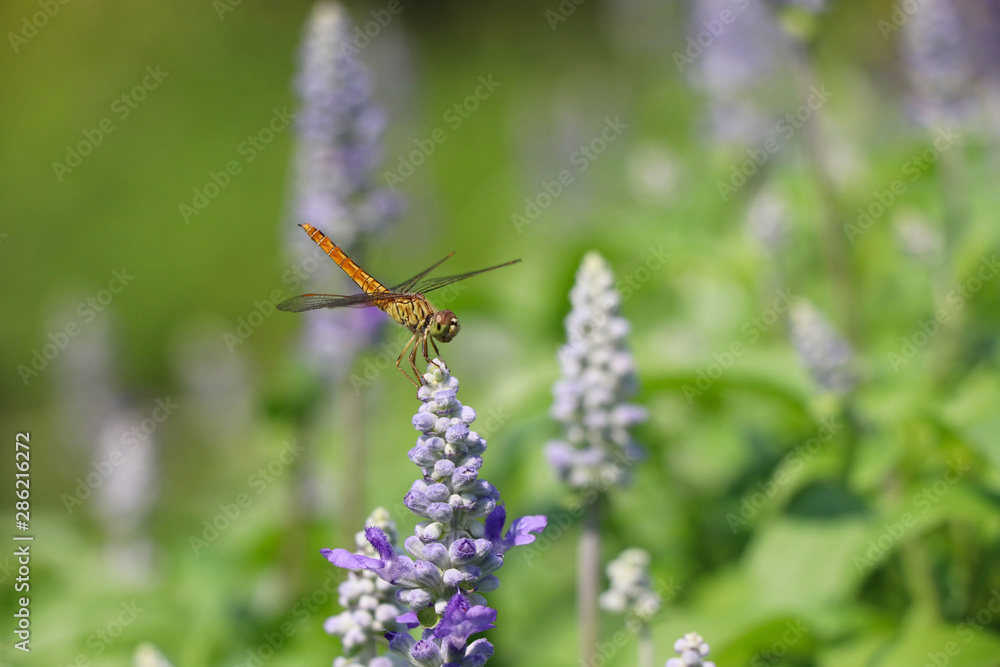 Dragonfly insect holding on blossoming flowers purple color beautiful in nature background Dragonfly insect holding on blossoming flowers purple color beautiful in nature background