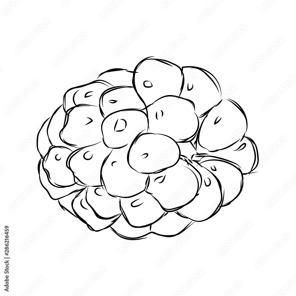 Delucious fruit drawing Delucious fruit drawing