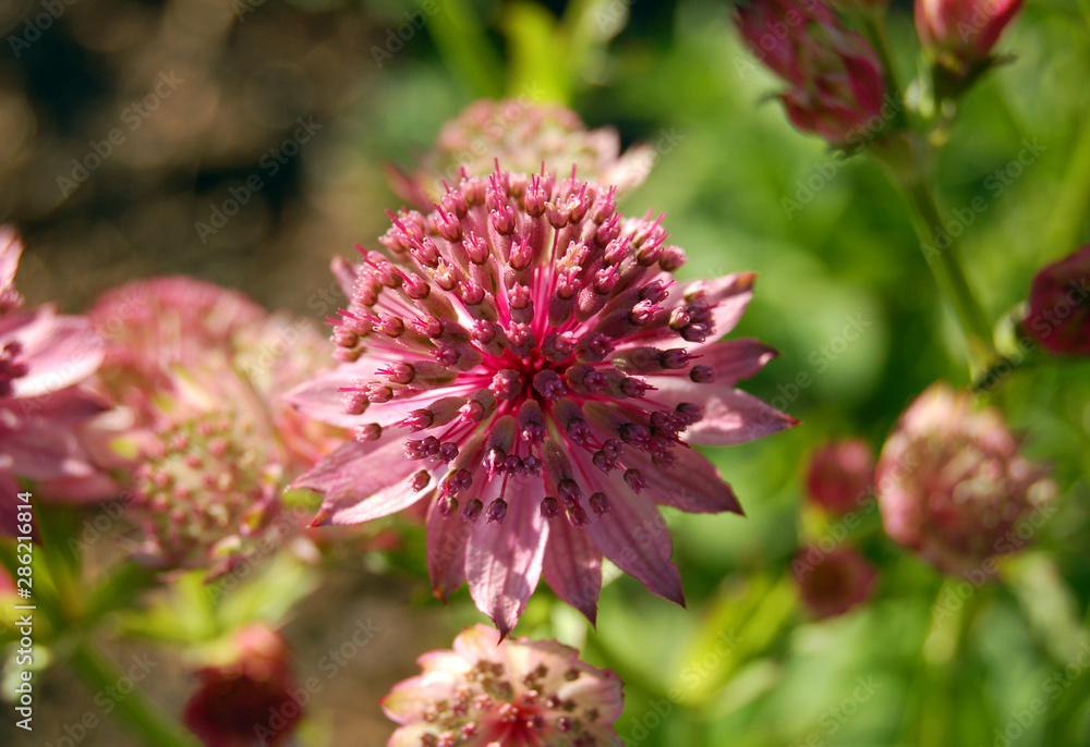 Fototapeta premium Allium