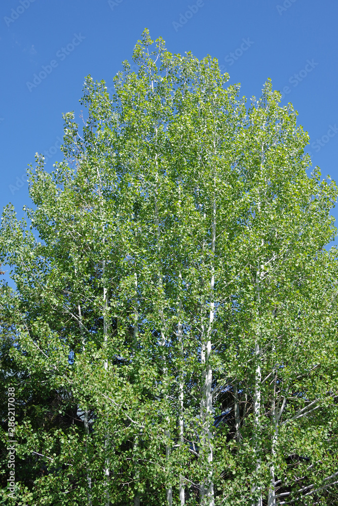 Fototapeta premium Fresh green birch trees with lush foliage near lake Tahoe on blue sky summer day