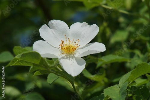 Beautiful white flower plants rose hips, close-up.