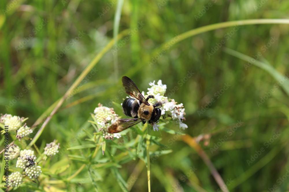 Bumblebee on a slender mountain mint blossom at Somme Prairie Nature Preserve Bumblebee on a slender mountain mint blossom at Somme Prairie Nature Preserve