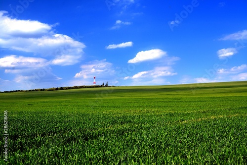 a field with green wheat