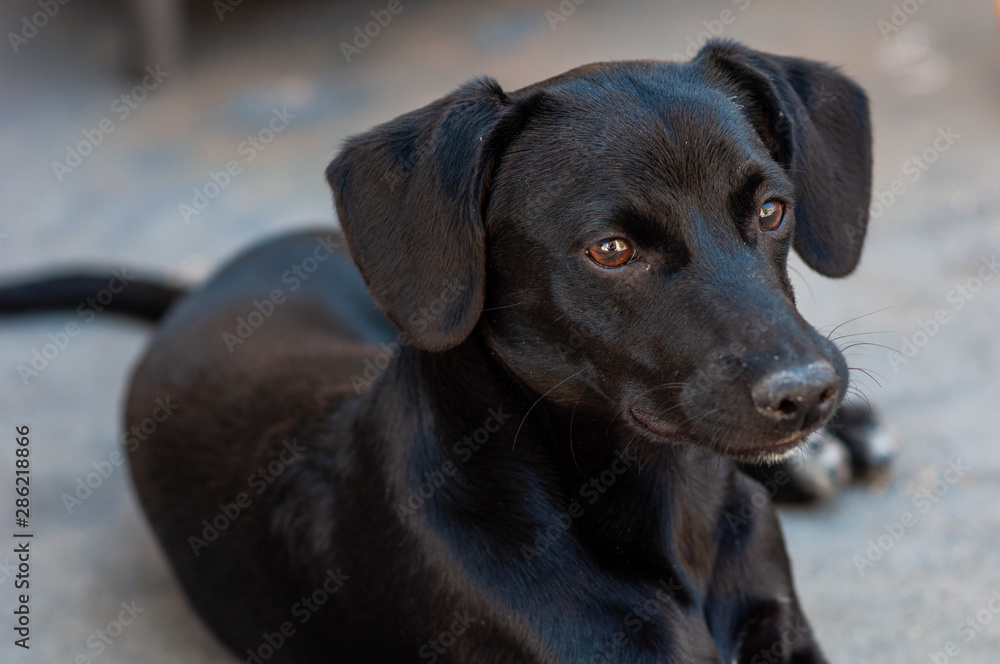 Black dog posing to the camera