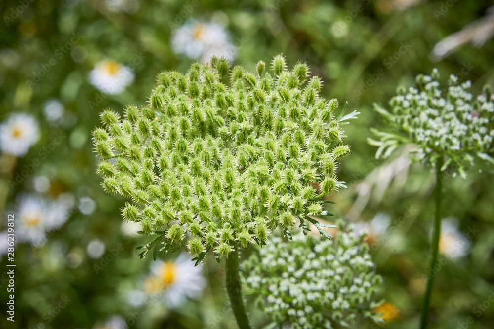 Close up macro of pre-bloom Daucus pusillus (American Wild Carrot). Texas Wildflowers Close up macro of pre-bloom Daucus pusillus (American Wild Carrot). Texas Wildflowers
