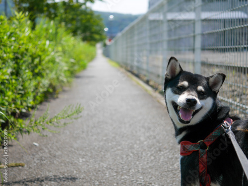 黒柴犬と一緒にお散歩3