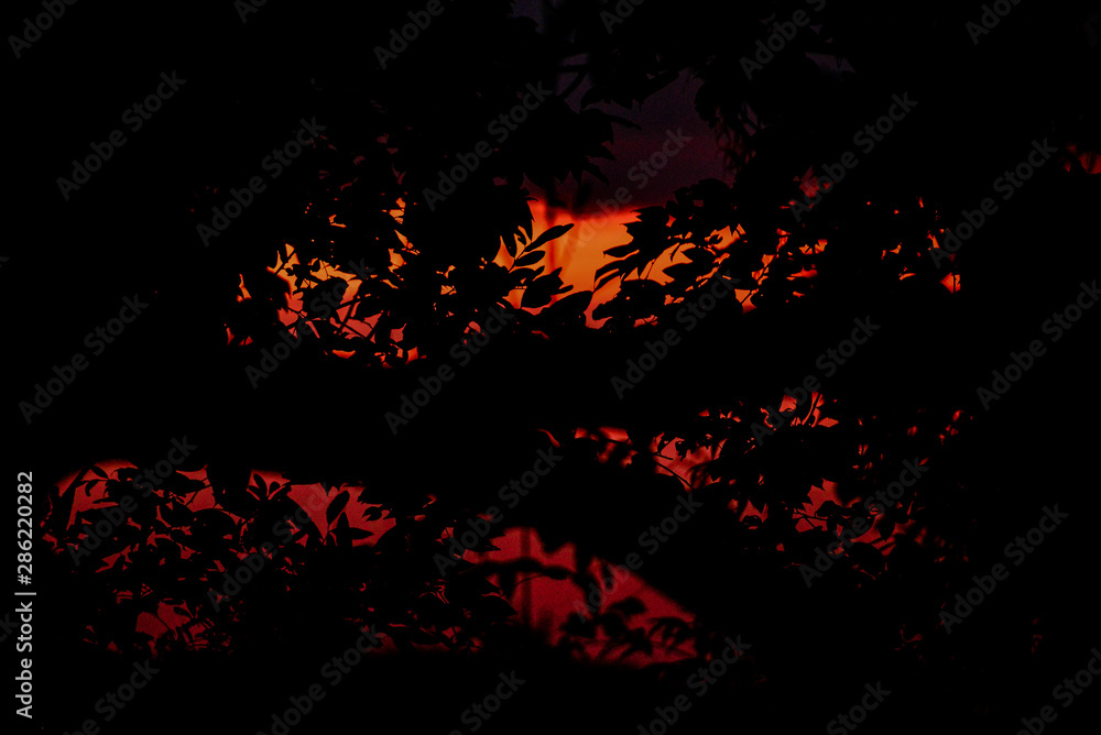 foliage background, silhouette of plants, silhouette of branches and leaves foliage background, silhouette of plants, silhouette of branches and leaves