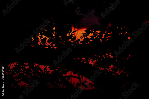 foliage background, silhouette of plants, silhouette of branches and leaves