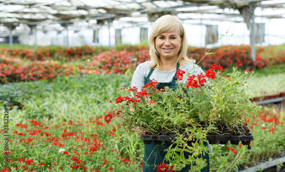 Mature female gardener holding crates with vervena plants in greenhouse