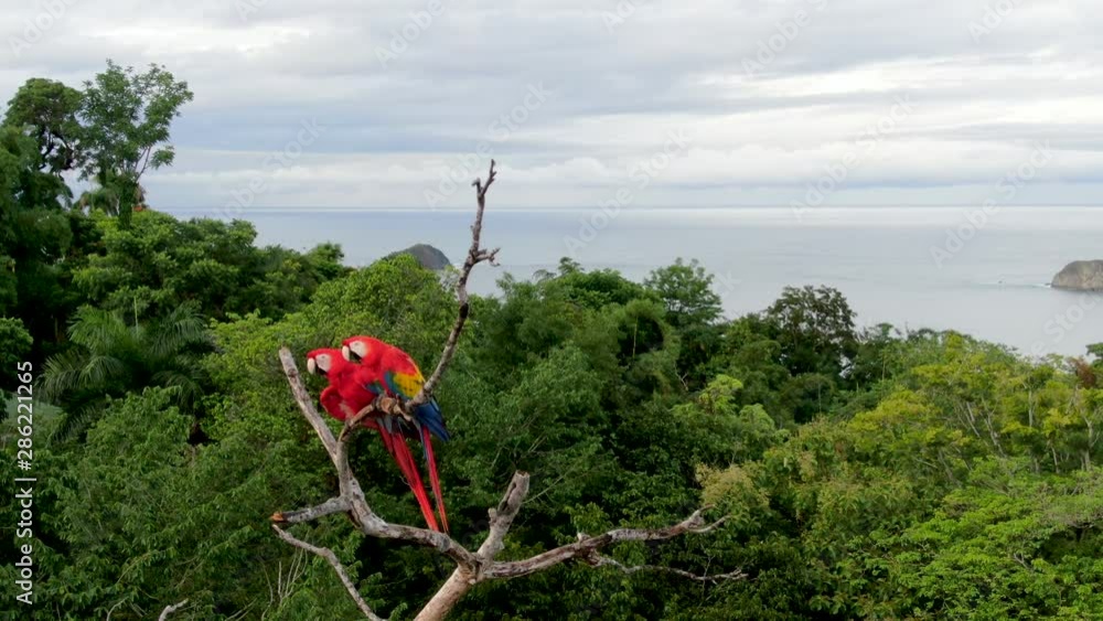 Close up shot of two Scarlet Macaw parrots birds standing on a tree branch with the dense tropical rain forest at Manuel Antonio National Park, Costa Rica