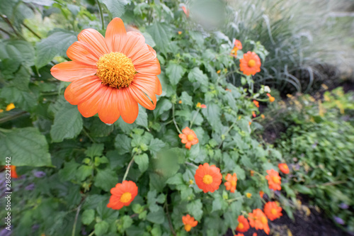 Wide angle of Mexican Sunflower Plant in Bloom