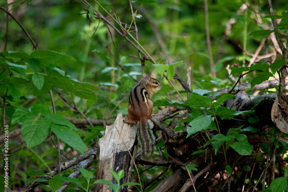 Obraz premium Chipmunk