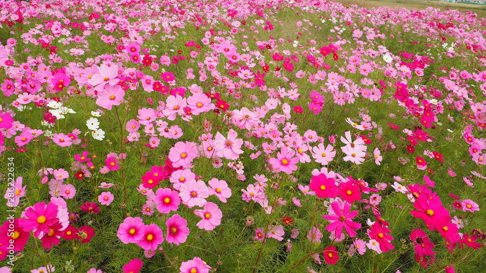 Naklejka premium コスモス