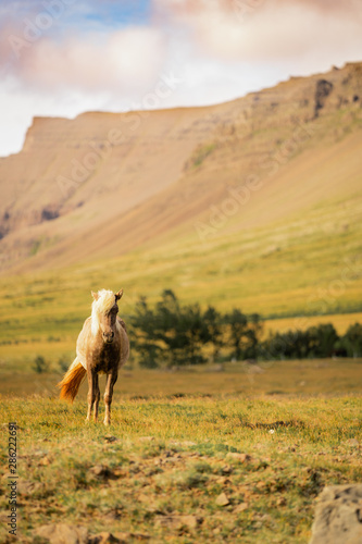Horses  Iceland