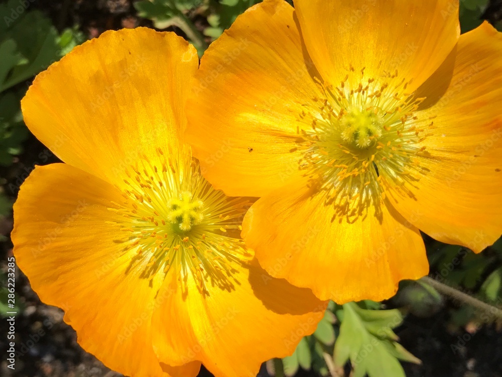 Bright Yellow Poppy Bright Yellow Poppy