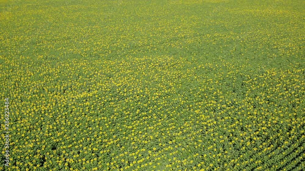 Aerial view of field full of sunflower for oil production near Leon in Spain. Nature, agriculture in Spanish countryside, landscape, natural beauty seen from drone flying in sky Aerial view of field full of sunflower for oil production near Leon in Spain. Nature, agriculture in Spanish countryside, landscape, natural beauty seen from drone flying in sky