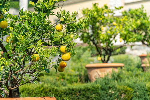 Citroniers des jardins de Toscane