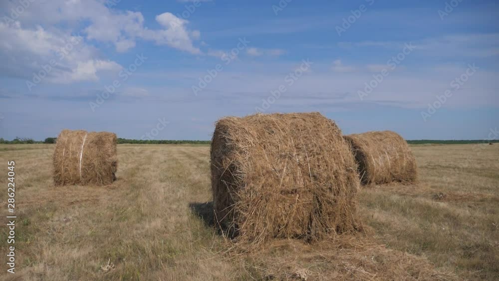 agriculture farming concept slow motion video. haystacks on wheat field under the beautiful blue cloudy sky. Agriculture field with sky. Rural nature in the farm land. Straw on the meadow. lifestyle agriculture farming concept slow motion video. haystacks on wheat field under the beautiful blue cloudy sky. Agriculture field with sky. Rural nature in the farm land. Straw on the meadow. lifestyle