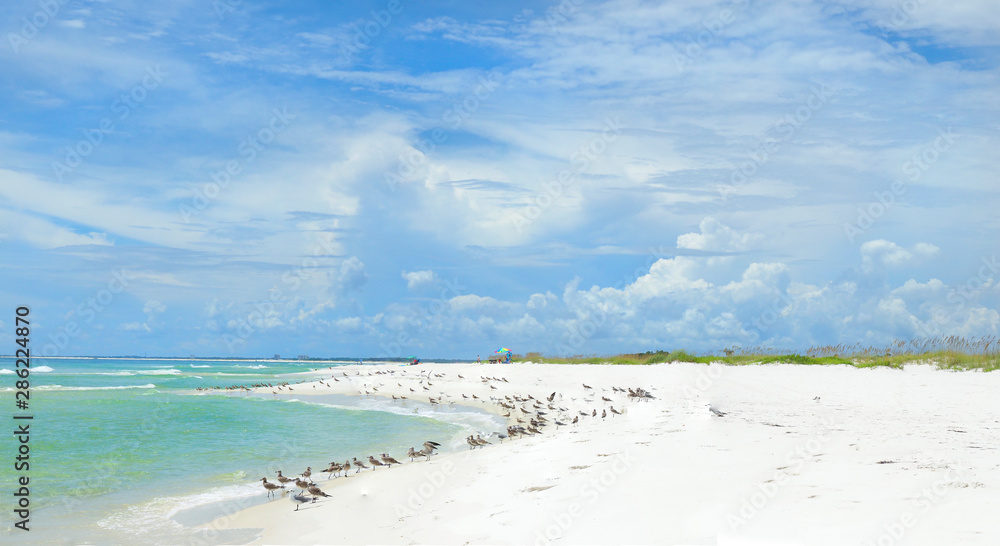 Panorama of the Beautiful White Sand Beach and Wildlife of the Florida Gulf Coast Panorama of the Beautiful White Sand Beach and Wildlife of the Florida Gulf Coast