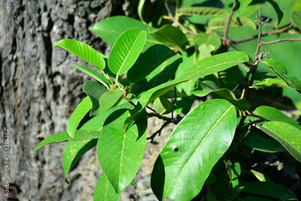 Many colorful leaves in the garden That looks fresh and cool, beautiful nature Many colorful leaves in the garden That looks fresh and cool, beautiful nature