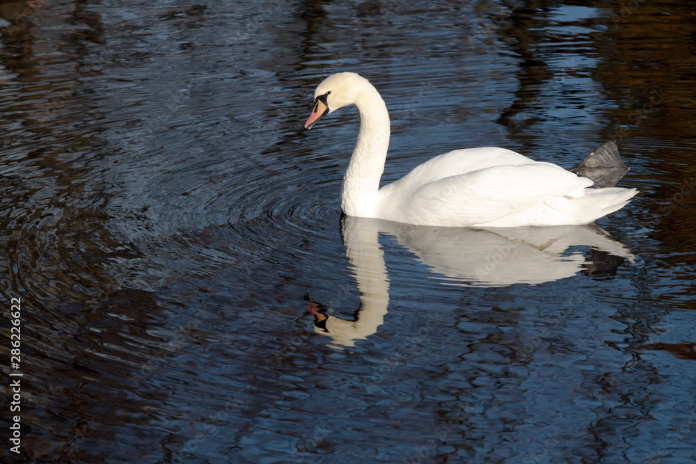Fototapeta premium Swan lake