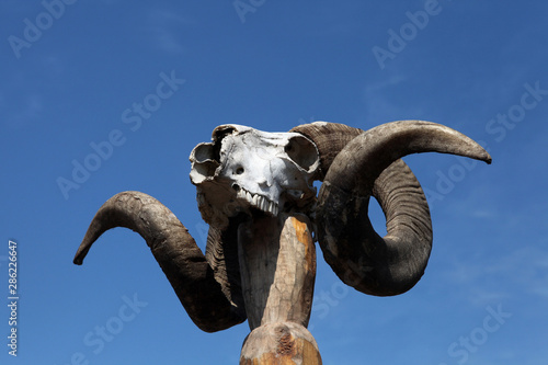 Skull mountain sheep