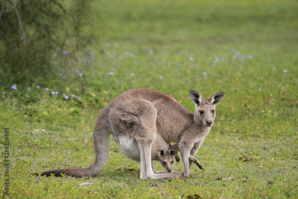A female wild eastern grey kangaroo with her joey in her pouch. Both are grazing, including the joey from the safety of the pouch. Queensland, Australia. A female wild eastern grey kangaroo with her joey in her pouch. Both are grazing, including the joey from the safety of the pouch. Queensland, Australia.