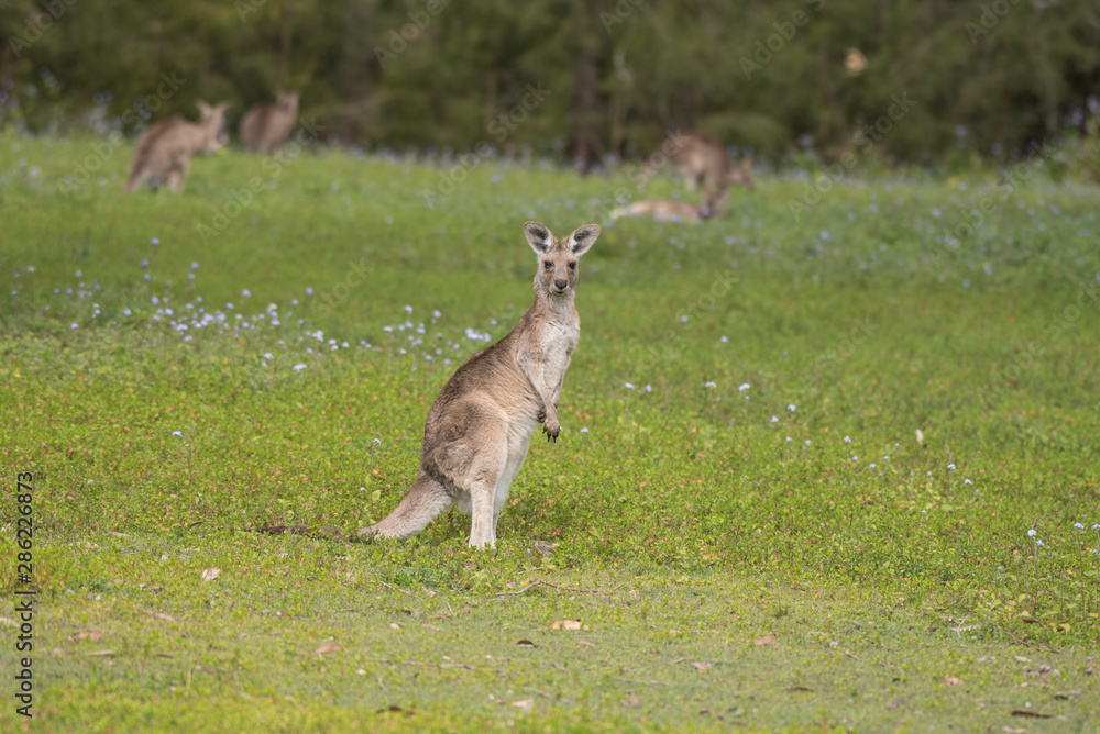 A young, wild eastern grey kangaroo grazing in a grassy field with purple flowers in Queensland, Australia. A young, wild eastern grey kangaroo grazing in a grassy field with purple flowers in Queensland, Australia.