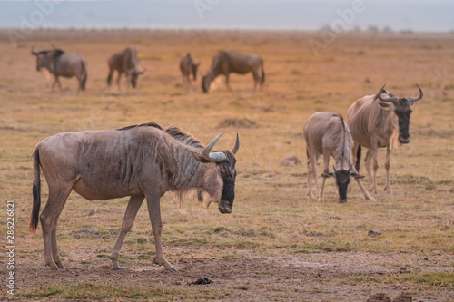 Wildebeest on grassland in Amboseli National Park  Kenya.