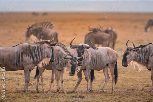 Fototapeta Naklejka Na Ścianę i Meble -  Wildebeest on grassland in Amboseli National Park ,Kenya.