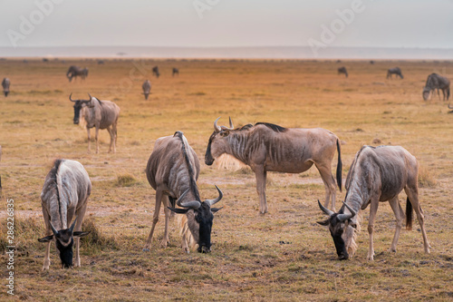 Wildebeest on grassland in Amboseli National Park ,Kenya.