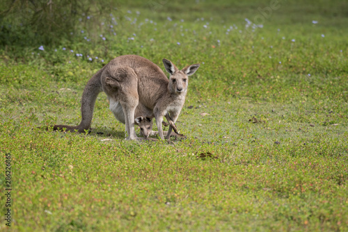 A female wild eastern grey kangaroo with her joey in her pouch. Both are grazing  including the joey from the safety of the pouch. Queensland  Australia.