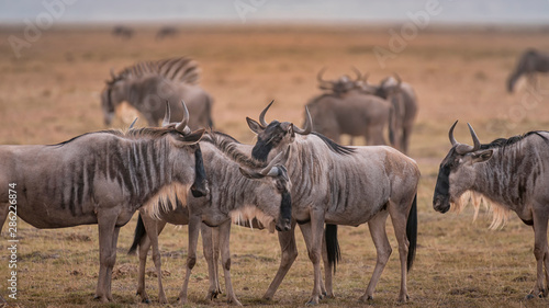 Wildebeest on grassland in Amboseli National Park  Kenya.