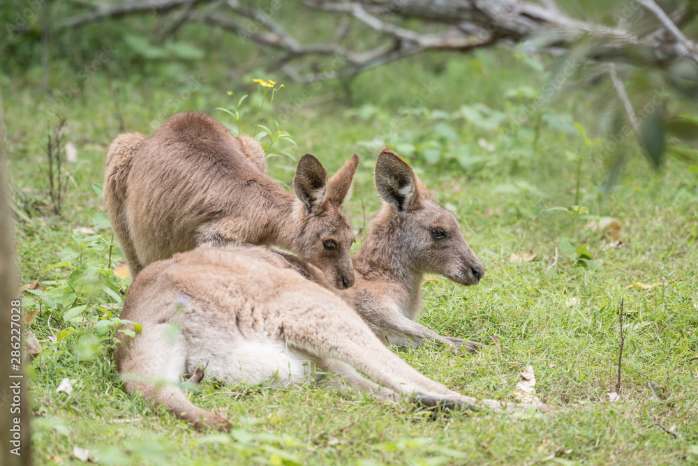 Fototapeta premium A wild, female eastern grey kangaroo with her adolescent joey relaxing on the grass in Queensland, Australia.