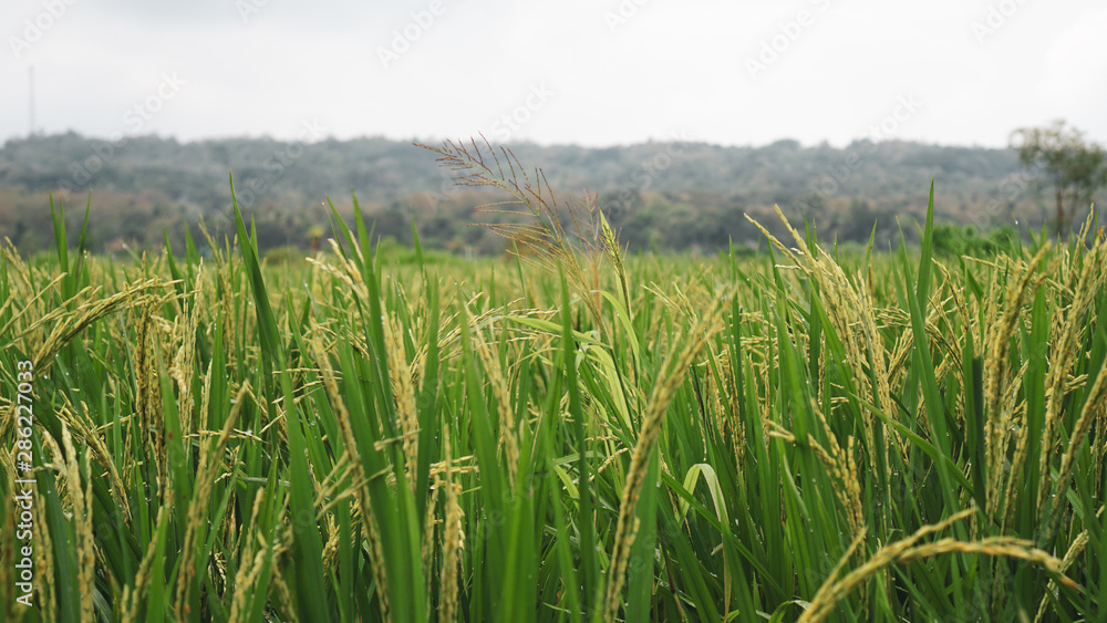 beautiful green rice fields beautiful green rice fields