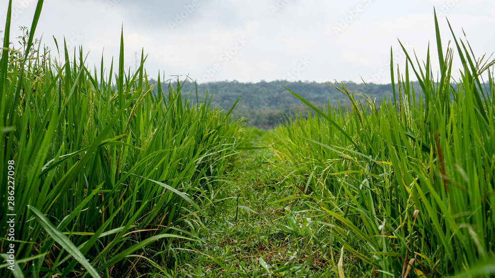Fototapeta premium close up green rice fields
