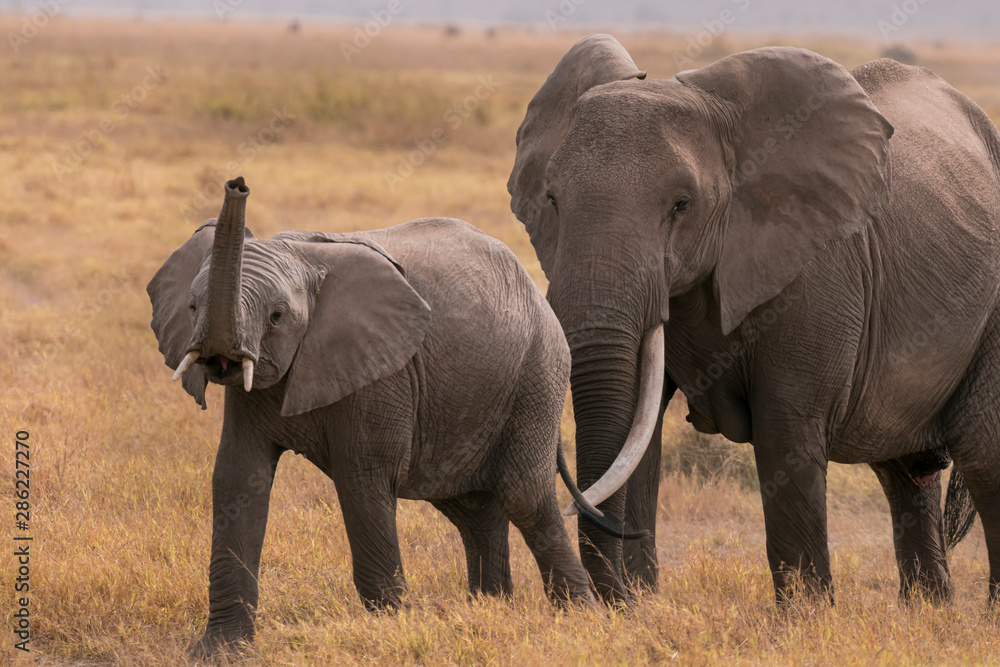 Obraz premium African Elephants feeding at Amboseli national Park ,Kenya.