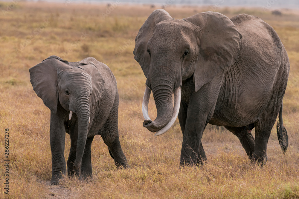 Fototapeta premium African Elephants feeding at Amboseli national Park ,Kenya.