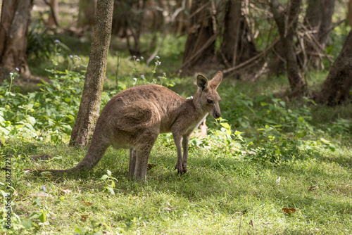 A wild eastern grey kangaroo grazing in a sunny patch of grass in a forest in Queensland, Australia.