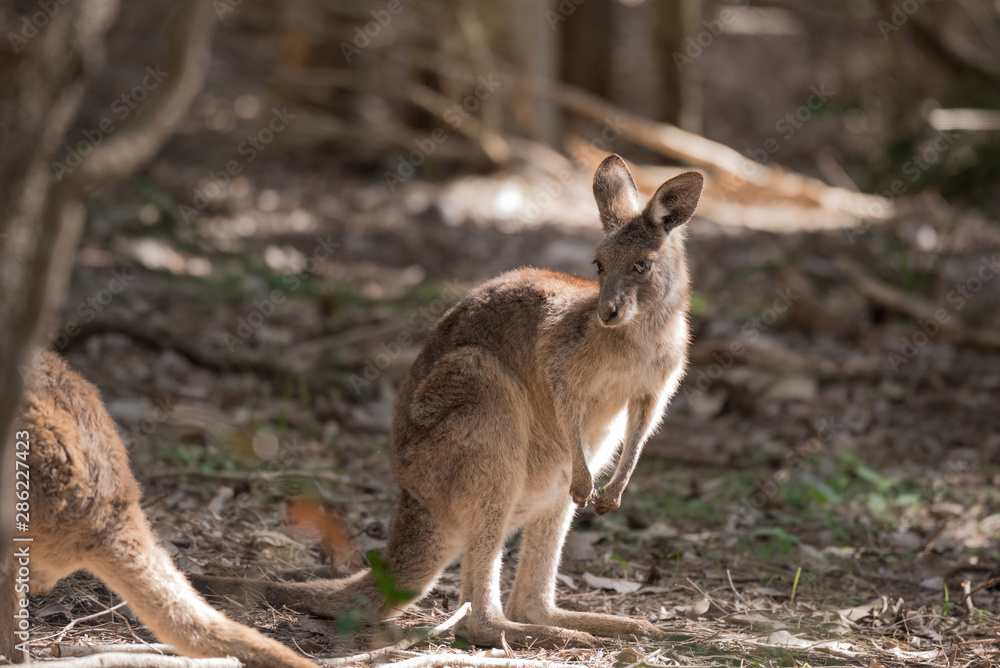 Fototapeta premium A young, wild eastern grey kangaroo in a patch of sunlight in a forest in Queensland, Australia.