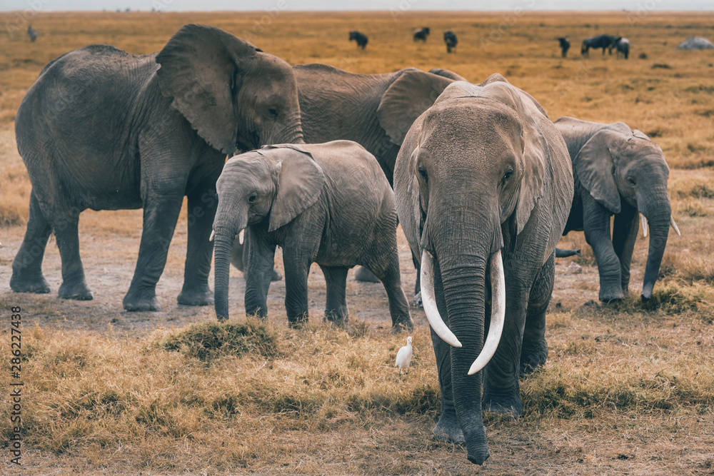Fototapeta premium African Elephants feeding at Amboseli national Park ,Kenya.