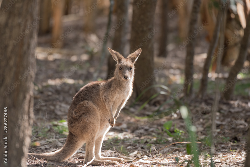 A wild, alert, young eastern grey kangaroo standing upright in a patch of sunlight in a forest, Queensland, Australia.