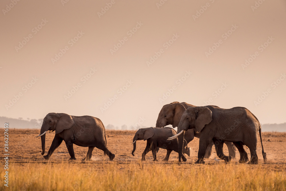 Fototapeta premium African Elephants feeding at Amboseli national Park ,Kenya.