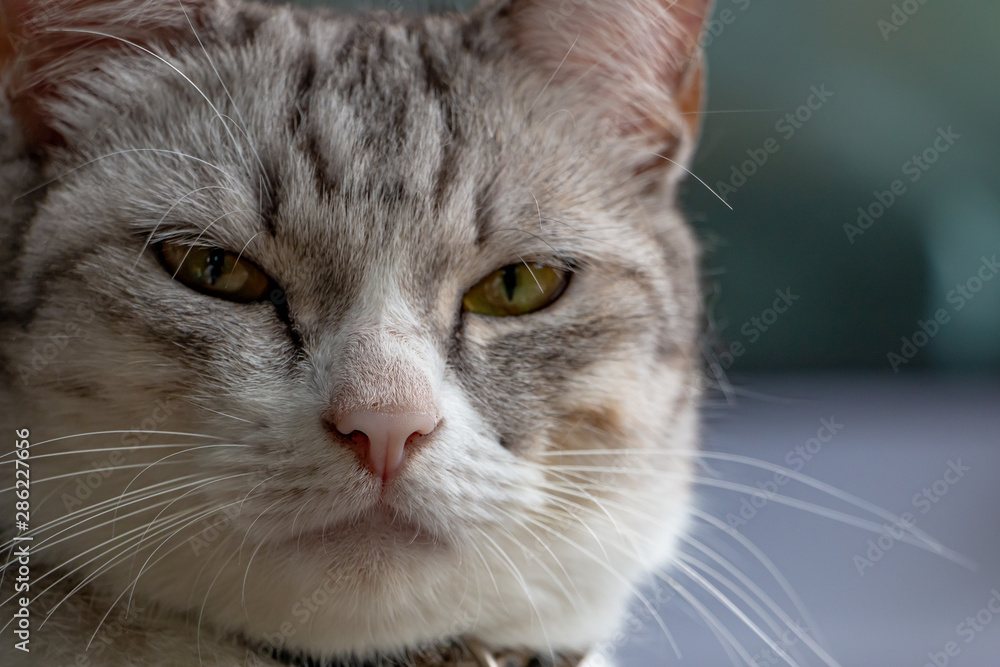 Thai Cat face. The close up animal photo.