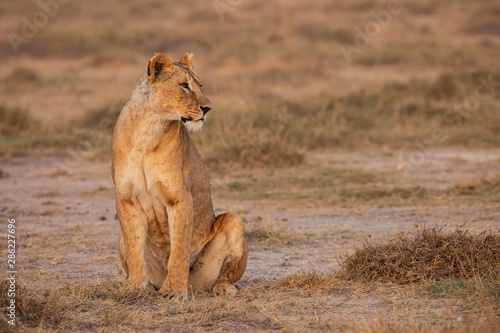 A female lion on Amboseli National Park ,Kenya.