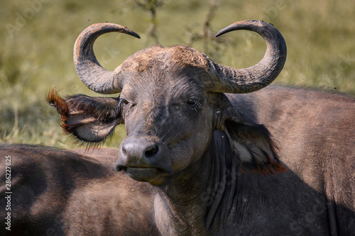 African buffalo in Lake Nakura National Park ,Kenya.