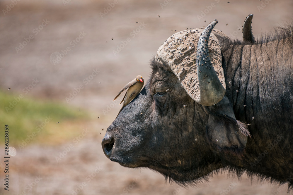 African buffalo with Red-Billed Oxpecker in Lake Nakura National Park ,Kenya. African buffalo with Red-Billed Oxpecker in Lake Nakura National Park ,Kenya.